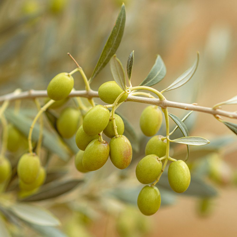 منظفات